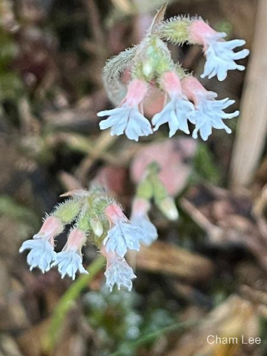 Cheirostylis flabellata (A.Rich.) Wight